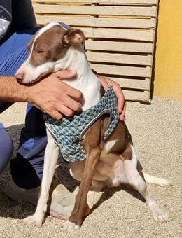 Nutello, offen, freundlich, neugierig - Westerholt