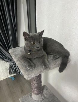 Bkh britisch kurzhaar Katze - Offenbach (Main)