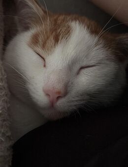 Kater abzugeben - Wuppertal