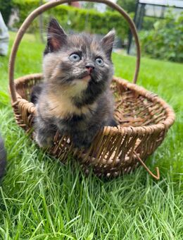 Wunderschöne BKH-Mix Babykatze – ab Ende Juli abzugeben 🐱 - Bielefeld