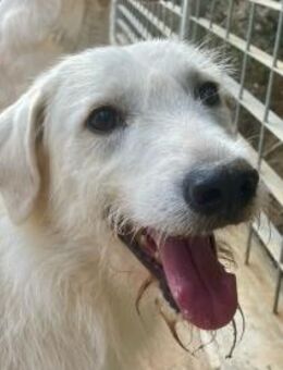 BONNY - der wahrscheinlich liebste ... - Dänischenhagen