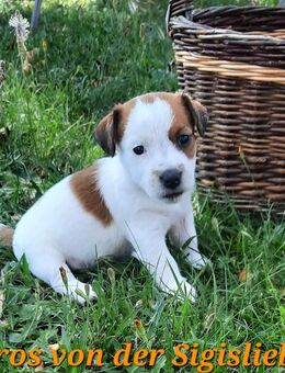Jack Russel Rauhaar Terrier Welpen - Leibertingen