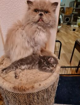Junge Perserkater suchen neue Dosenöffner für immer. - Essen