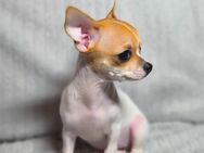 Chihuahua Welpen "Kurzhaar"