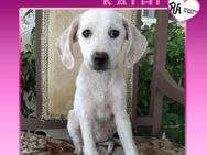 🥰 KATHI 🥰 - WARTET AUF IHRE MENSCHEN! - Alfeld (Leine)