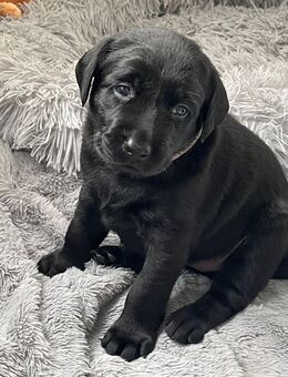 1 Labrador Welpen in der Farbe schwarz - Torgelow