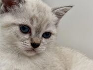 Süße BKH Kitten - Dietingen