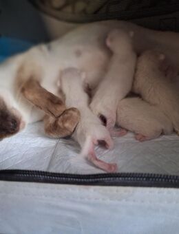 Thaikatze Siam Kitten mit Stammbaum - Weißenburg (Bayern)
