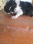 LUNKARYA meerschweinchen säue in 07950