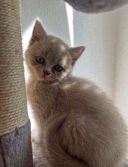 5 britische kitten - Bremen