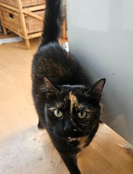 Katzen schildplatt - Diedorf