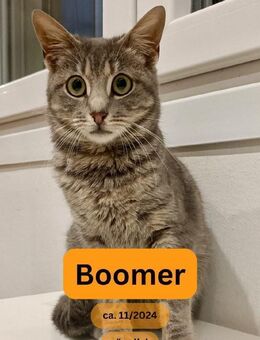 BOOMER, m., kastr., EHK, hundevertr. - Sipplingen