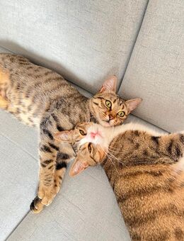 Dringend! Junge gesunde und pflegeleicht Katzen suchen liebevolles zu Hause - Büttelborn