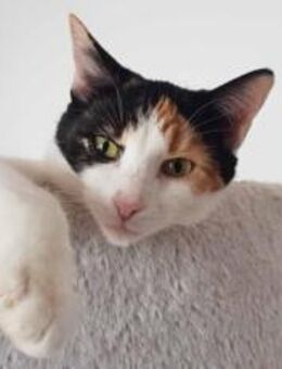 Glückskatze Sabene - München