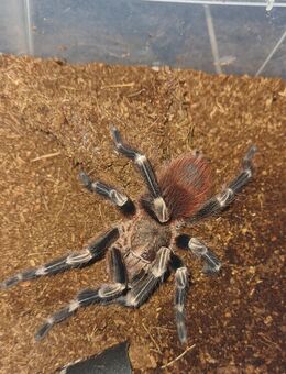 Nhandu chromatus 1.0 - Wienhausen (Klostergemeinde)