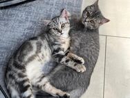 2 BKH Kitten abzugeben – geboren am 02.03.2025 - Hannover