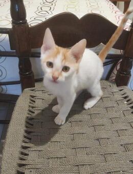 Ermis aus dem Tierschutz - Grevenbroich