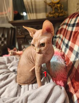 Sphynx Katzen Kind (weiblich) sucht ein neues Zuhause - Berlin Marzahn-Hellersdorf