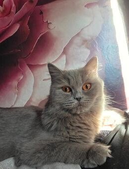 BKH/BLH Katze 1,5 Jahre - Bebra