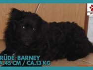 Kroatischer Schäfer Barney sucht dich! - Margetshöchheim
