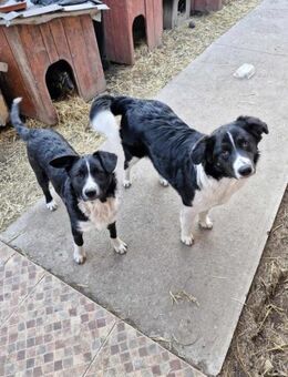 ♥ DOLLY oder LEXY? Wer erobert Ihr Herz? - Gevelsberg