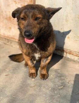 Lupin möchte dich kennenlernen - Celle