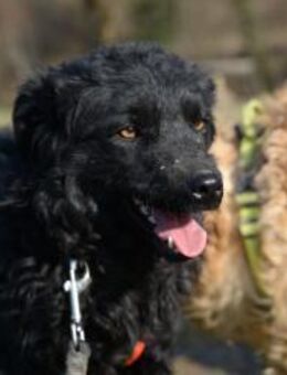 Kroatischer Schäferhundmix Dipsi - Ellerbek