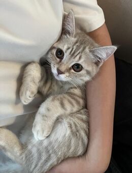 Reinrassiges BKH Kitten sucht noch ein Zuhause ❤️ - Stuhr