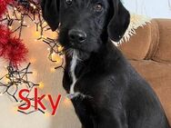 SKY ❤ sucht Zuhause oder Pflegestelle - Langenhagen