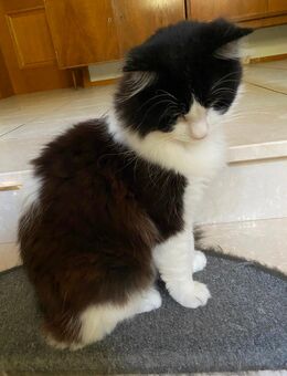 Reinrassiger Ragdoll Kater Bicolor - Dingolfing Zentrum