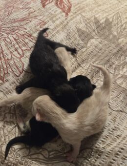 Balinese birma perser mix kitten - Greiz Zentrum
