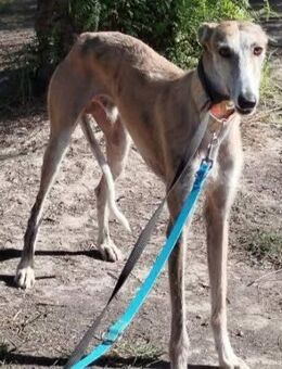 Faraon ist gutmütig - Donaueschingen