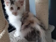 Maine coon Kitten - Gronau (Westfalen)