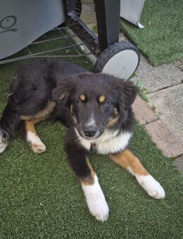 Australian shepherd - Frankfurt (Main)