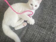 Sehr schöner kleiner Kater - Mönchengladbach