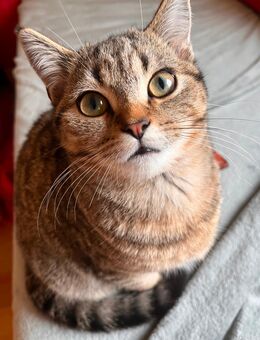 5 liebevolle Kitten abzugeben – 4 Monate alt 🐾 - Bielefeld