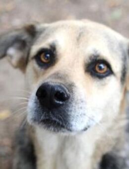 Madita ist so fröhlich + liebesbedürftig - Karben