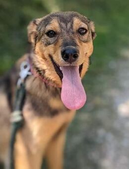 CALLIE - menschenbezogen, sozial - Linden (Hessen)