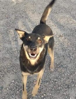 Verspielte Sopa sucht ihr Glück - Donaueschingen