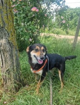 Greta; Sanftmut auf vier Pfoten - Geilenkirchen