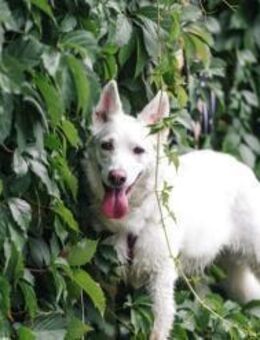 Tasia❤️sucht ruhiges Zuhause - Rott (Inn)