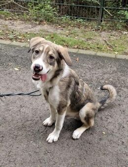 Nikon sucht sein Zuhause - Neuss