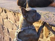 Mila 3 Jahre sucht neues Herrchen mit viel Zeit für sie - Brandis