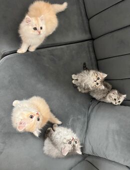 Perser Mix Kitten - Herne Horsthausen