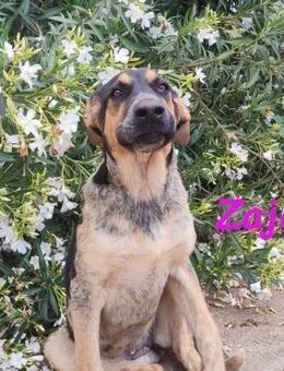 Zaja aufgeschlossen & süß 12/23 ESP - Ruppertsecken