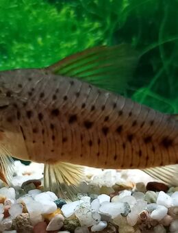 Schanzstreifen-Panzerwels, Torpedowels - Hohenroth