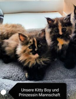 Reinrassige Main Coon Kitten - Chemnitz