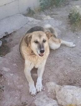 Pili Gnadenplatz gesucht Alb - Ludwigshafen (Rhein)