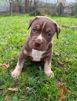 American Bully Welpen mit Ahnentafel - Wuppertal