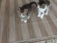 Katzenbabys NWK Mischlinge - Wesseling